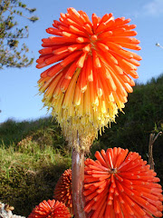 Flowers along Mt Maunganui beach