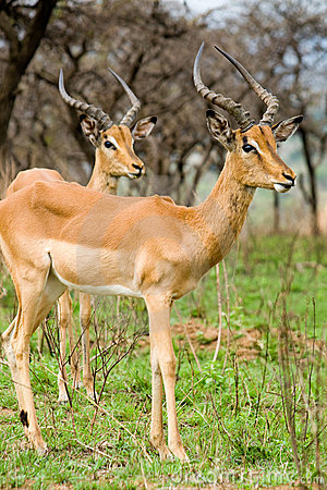 10 Hewan yang Setia Pada Pasangannya ~ Peristiwa Aneh