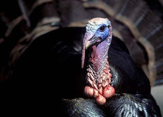 Wild Turkey