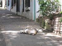 Feral Cat in San Juan, PR