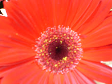 Gerber Daisy