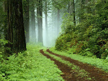 Forest Road: Into the Mist