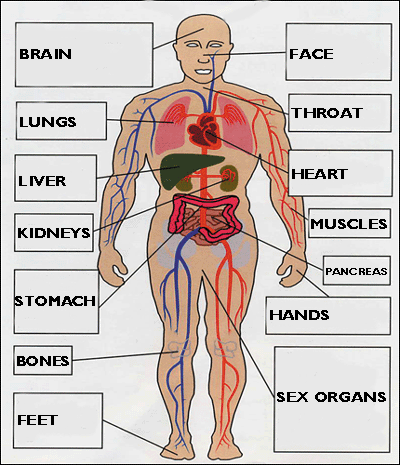 Diagrams Of Human Body