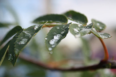 liście jarzębiny w deszczu