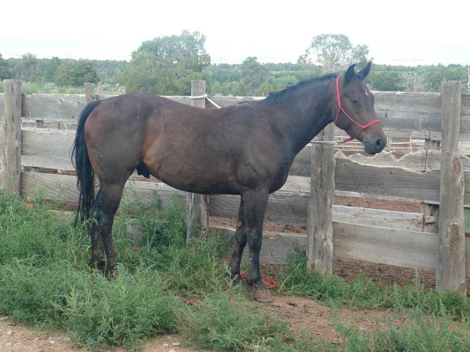 Mack Quarter Horses TBars Driftwood 2007 Gelding