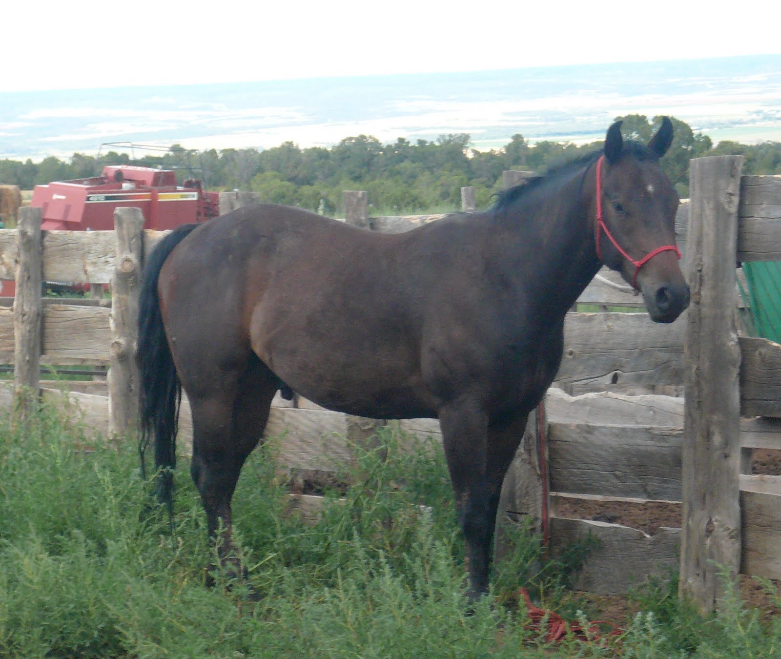 Mack Quarter Horses TBars Driftwood 2007 Gelding