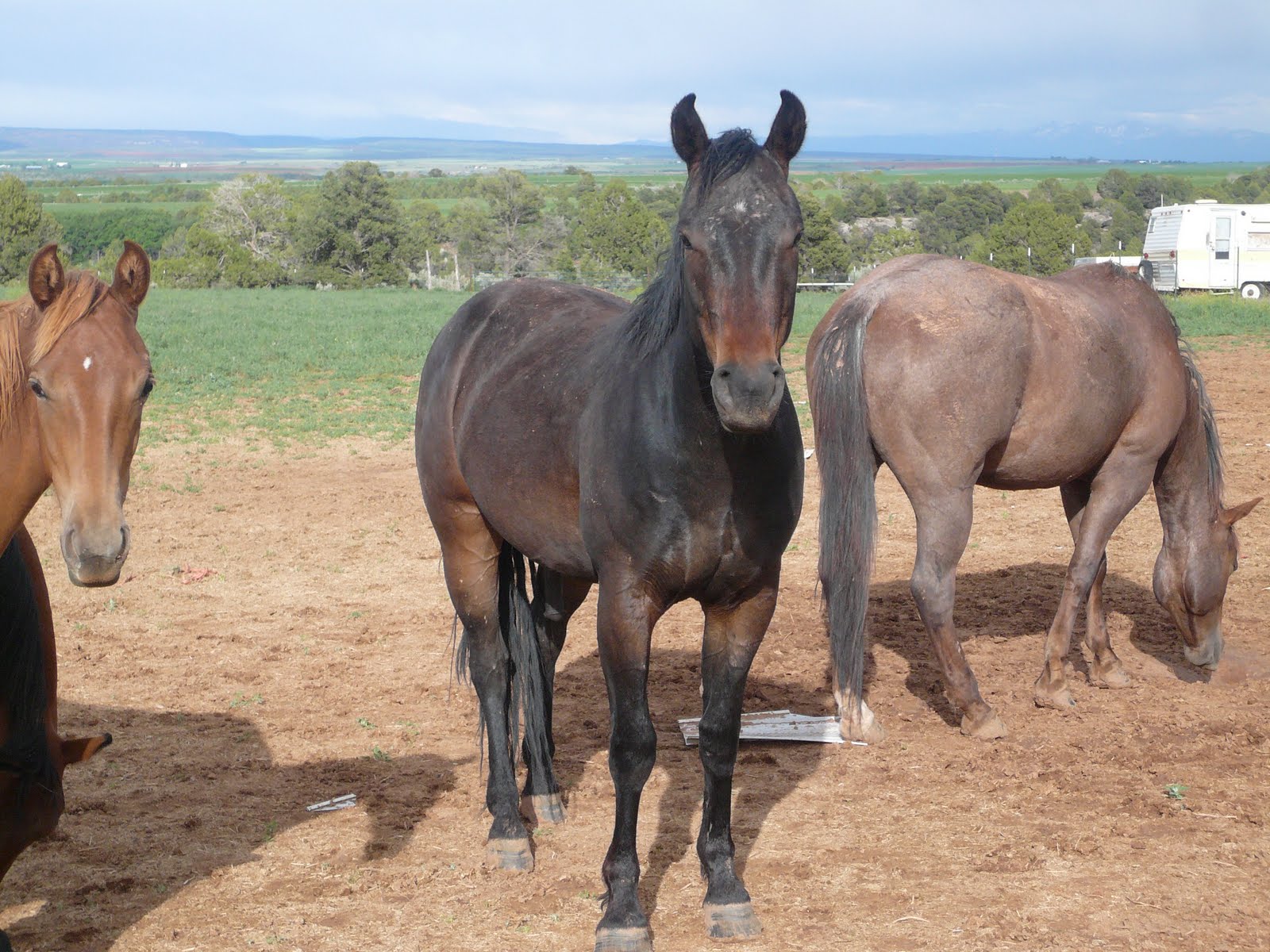 mack-quarter-horses-tbars-driftwood-2007-gelding
