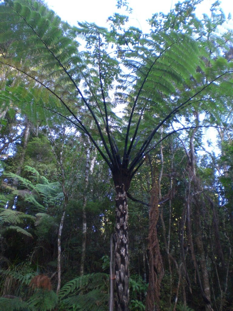 New Zealand Alternative Travel: A close look at the New Zealand Bush