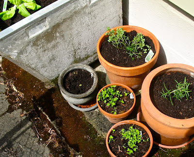 herbs