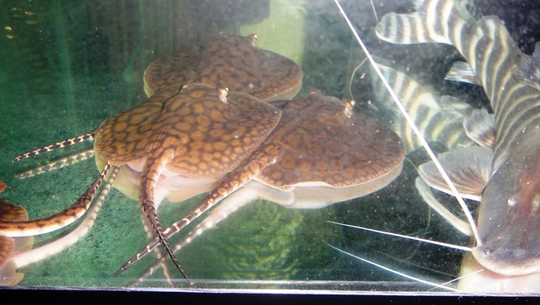 freshwater stingray socializing