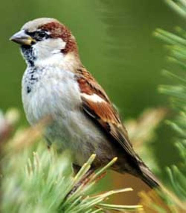 [pardal3-730515.jpg]