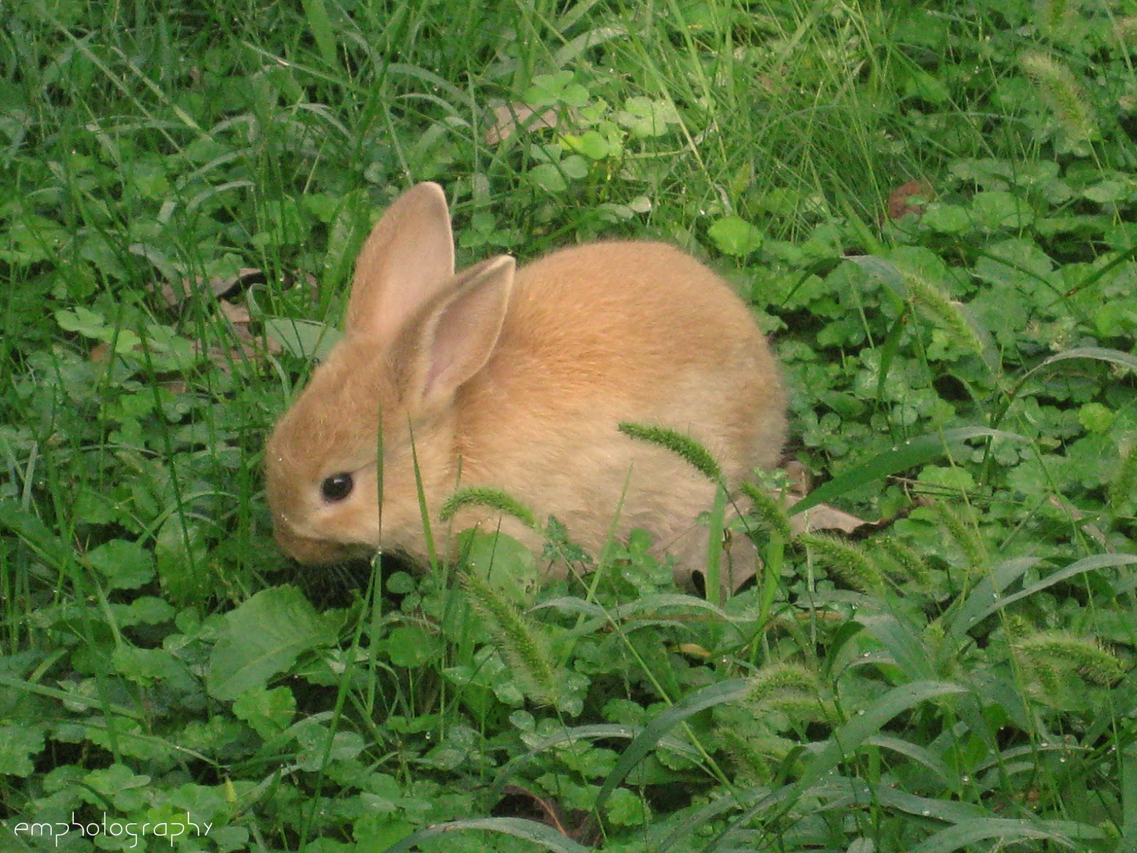 EMPhotography: Day 6: Let There Be Land Animals and Man.