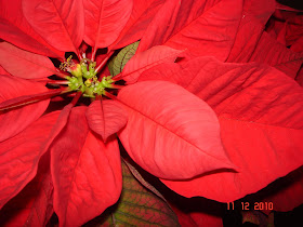 CASACELIS: Noche Buena.