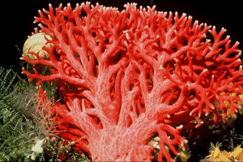 [red_coral.com]