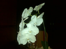 Adoro las orquídeas