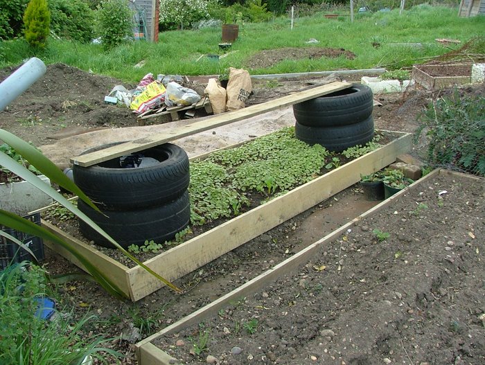 [Tyres+and+green+manure.jpg]