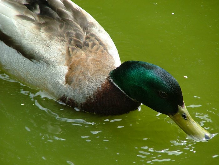 [Duck+at+pond.jpg]