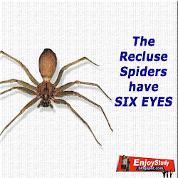 eyes spiders eight some spider jill mail facts