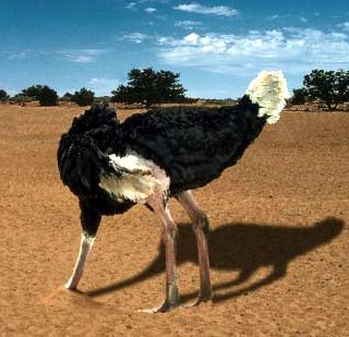 [avestruz[1].jpg]