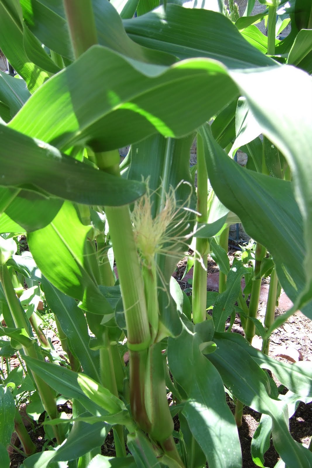 My Southern California Vegetable Garden Sweet Corn Ears Forming