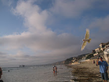 Birds flying at beach! Hit picture see for yourself!