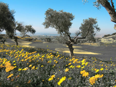 Laboratorio de sueños: Que colores ven los animales?