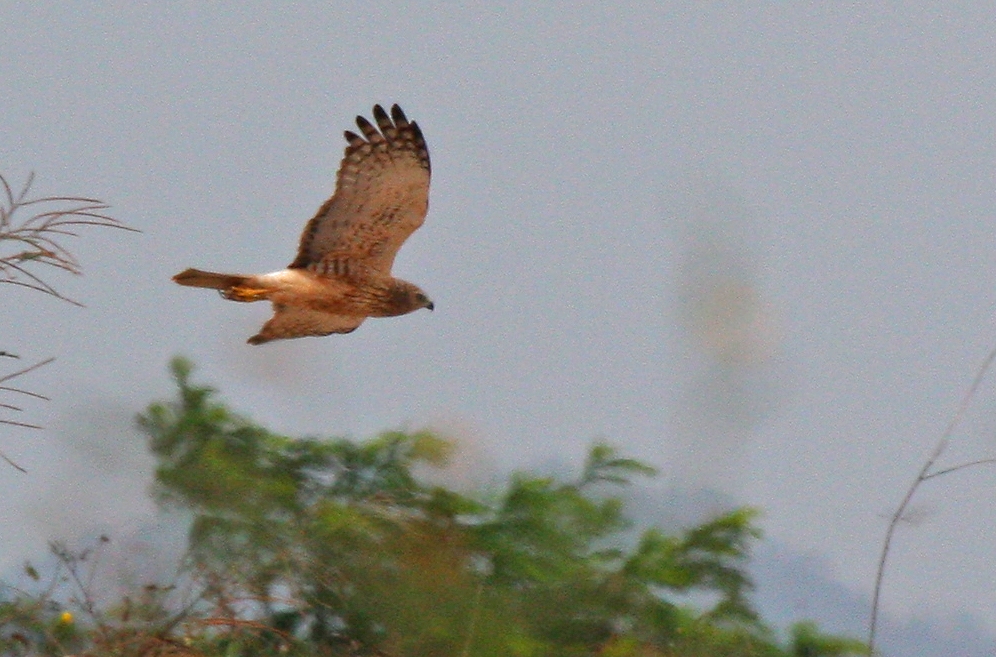 [Pied+Harrier_Changi+Cove_150208_IMG_9613.jpg]