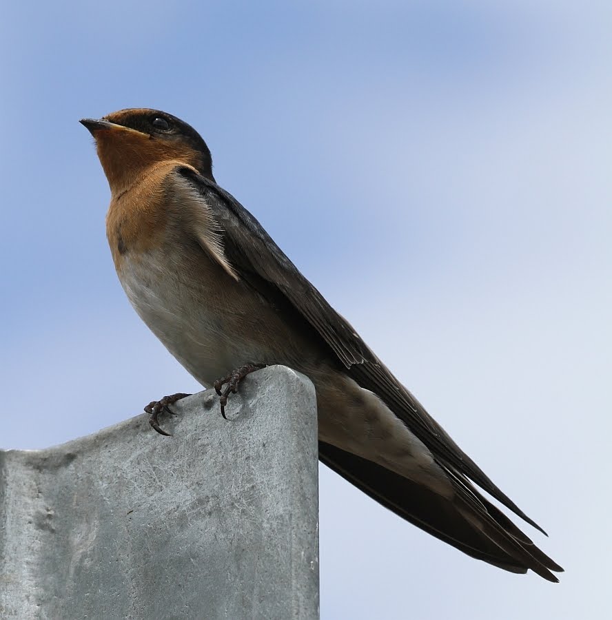 Dig deep Australia Swallows and Swifts