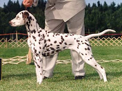 Multi group winner Top Dog Dalmatian