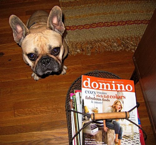 [domino+and+dog+shannalee+flickr.jpg]