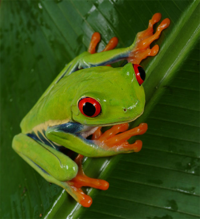 Red-Eye-Tree-Frog-7550%2525255B1%2525255D.jpg