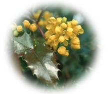 Oregon-Grape