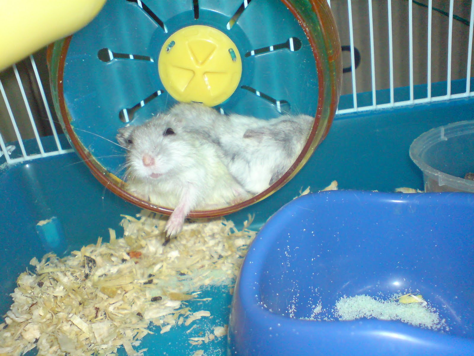 From Me to You My HamStersWinter White Hamster...