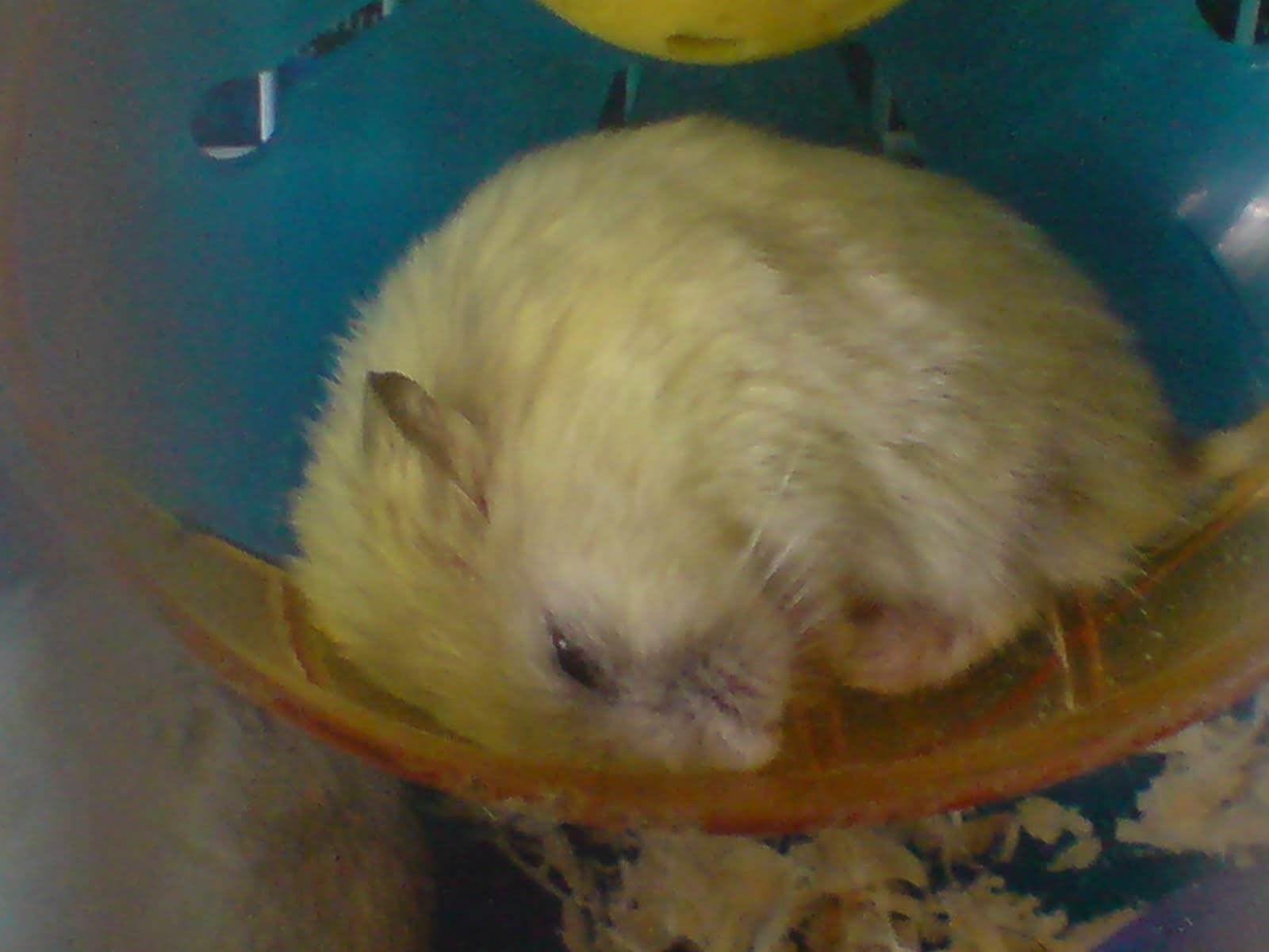Beautiful view of Anijs Or Winter White Hamsters