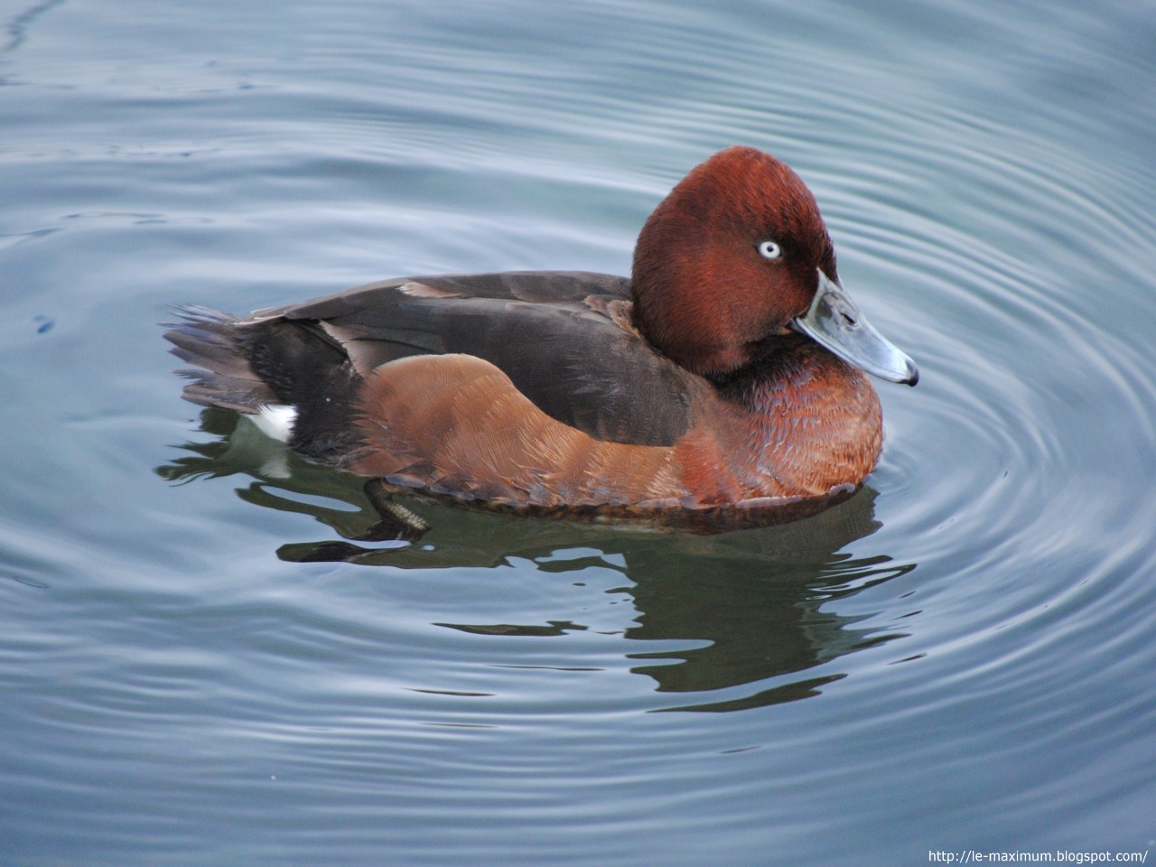 LE MAXIMUM Un autre photo de joli canard