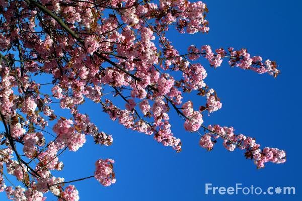 [Spring+Tree.jpg]