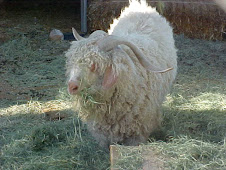 Falkor before shearing