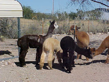 Prince and Tinker meet the new boys