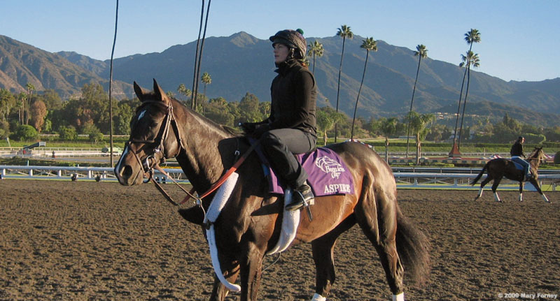 Aspire preps for Breeders' Cup