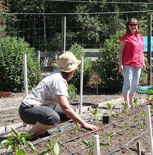 pepper gardening