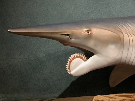 Fish Species: Saw Shark