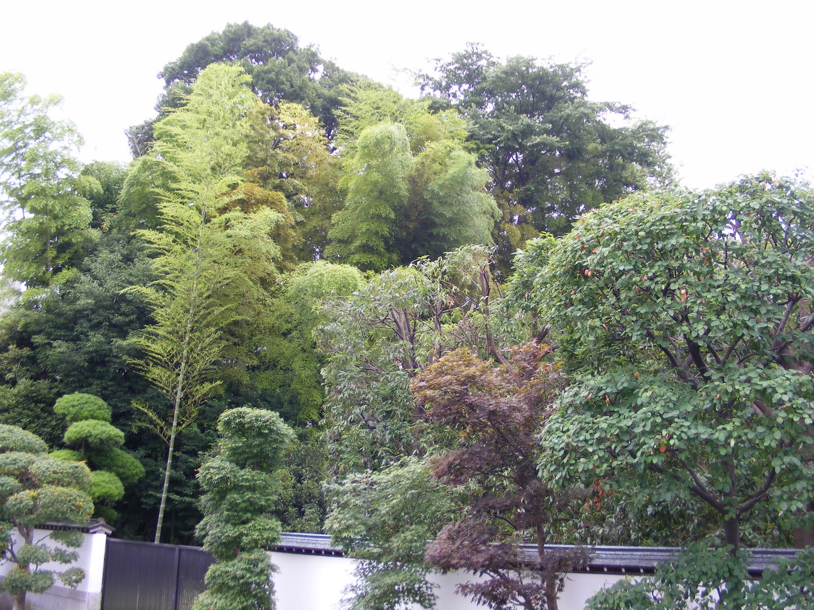 Billy Meddows: Trees in Japan
