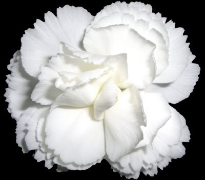 white carnations Tall white orchid centerpiece