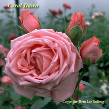 Coral Dawn