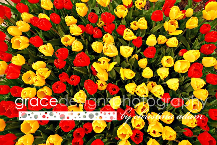 [tulips+with+logo.jpg]
