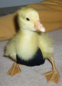 Diapers For Ducks Diapers For Ducks