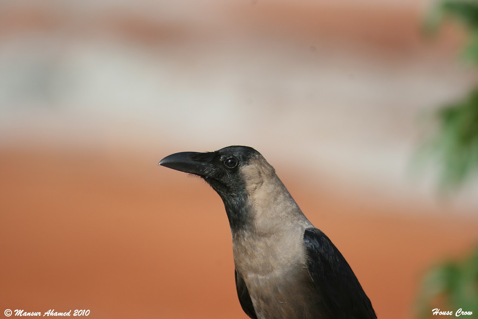 My Experience with Birds House Crow