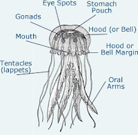 Invertebrate Diversity: Lion's Mane Jellyfish!