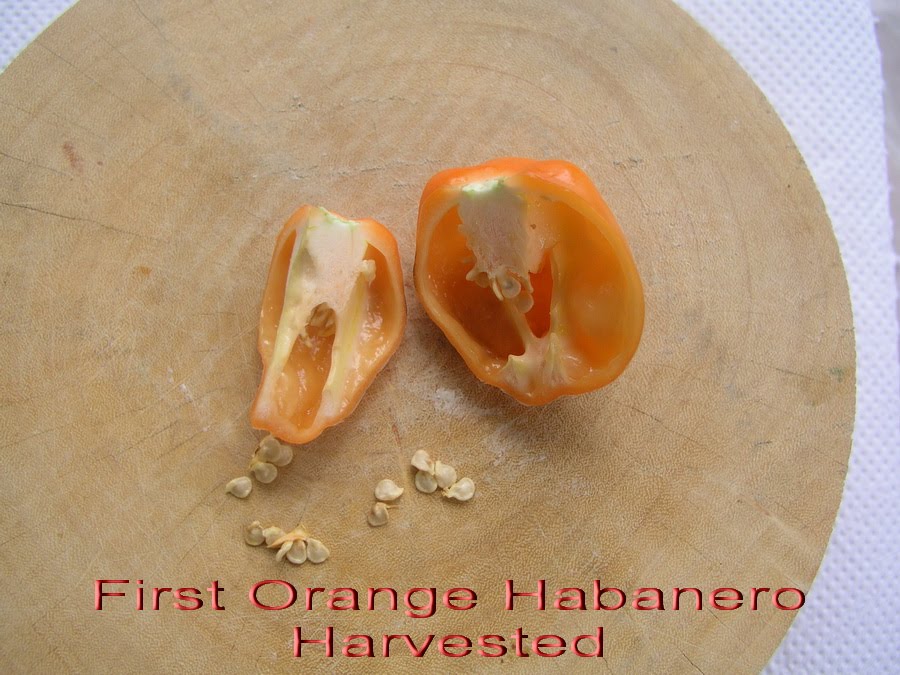 Growing Habaneros in Thailand Harvested My First Orange Habanero Pod