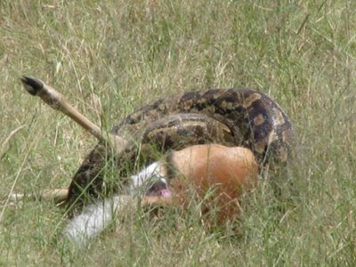 Python Swallows Impala Video , Huge python swallows an impala – BZIB